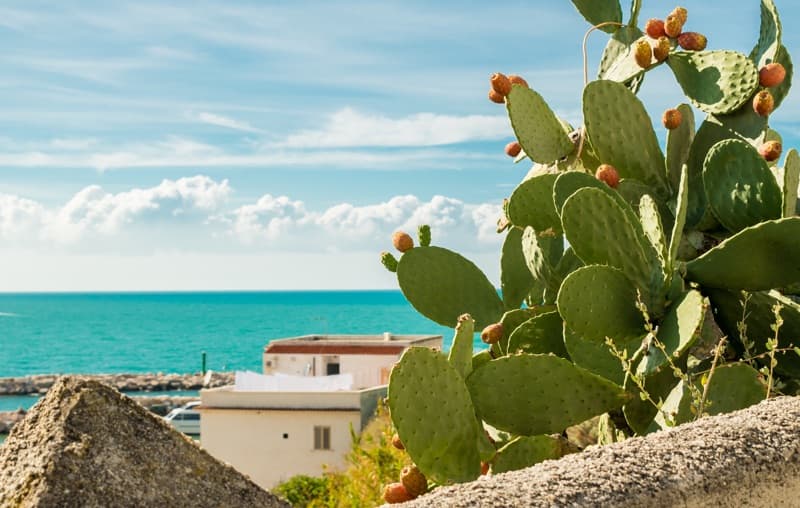 Frutta e verdura di stagione - agosto